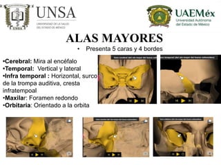ALAS MAYORES
• Presenta 5 caras y 4 bordes
•Cerebral: Mira al encéfalo
•Temporal: Vertical y lateral
•Infra temporal : Horizontal, surco
de la trompa auditiva, cresta
infratempoal
•Maxilar: Foramen redondo
•Orbitaria: Orientado a la orbita
 