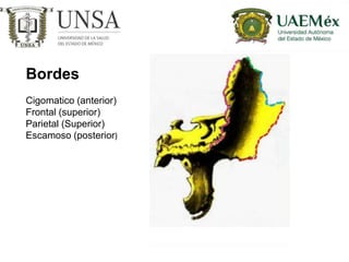 Bordes
Cigomatico (anterior)
Frontal (superior)
Parietal (Superior)
Escamoso (posterior)
 