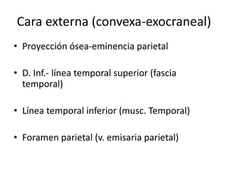 • Proyección ósea-eminencia parietal
• D. Inf.- línea temporal superior (fascia
temporal)
• Línea temporal inferior (musc. Temporal)
• Foramen parietal (v. emisaria parietal)
Cara externa (convexa-exocraneal)
 