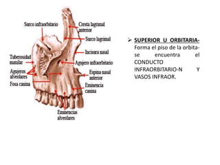  SUPERIOR U ORBITARIA-
Forma el piso de la orbita-
se encuentra el
CONDUCTO
INFRAORBITARIO-N Y
VASOS INFRAOR.
 