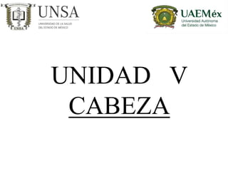 UNIDAD V
CABEZA
 