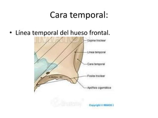 • Borde esfenoidal: orbitaria frontal/ala mayor
esfenoides
• Escotadura etmoidal: orbitaria izq. Y der.
Frontal (h.etmoida...