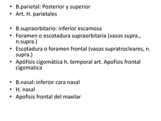 Lamina perpendicular
 Porción vertical
 Porción postero superior del
tabique nasal
 Se articula con:
•Anterior: Espina ...