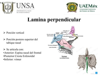 Lamina medial
 Cara medial: parte de la porción
posterior de la pared nasal
 Cara lateral: Pared medial de la
escotadura...