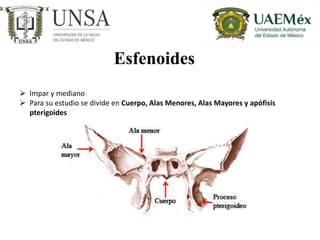 Hueso impar y mediano
HUESO PLANO
UBICACIÓN: Región posterior e inferior
del cráneo
 Forma parte de la bóveda y de la ...