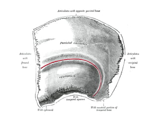Cabeza Anatomia