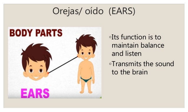 Como Se Dice En Ingles Oreja