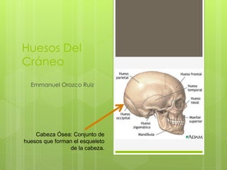 Huesos Del
Cráneo
Emmanuel Orozco Ruiz
Cabeza Ósea: Conjunto de
huesos que forman el esqueleto
de la cabeza.
 
