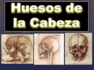 {
Huesos de
la Cabeza
 
