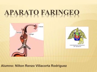 APARATO FARINGEO
Alumno: Nilton Renzo Villacorta Rodríguez
 