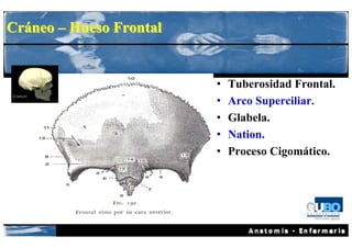 Cráneo – Hueso Frontal


                         •   Tuberosidad Frontal.
                         •   Arco Superciliar.
                         •   Glabela.
                         •   Nation.
                         •   Proceso Cigomático.
 