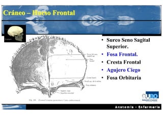 Cráneo – Hueso Frontal


                         • Surco Seno Sagital
                           Superior.
                         • Fosa Frontal.
                         • Cresta Frontal
                         • Agujero Ciego
                         • Fosa Orbitaria
 