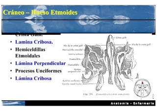 Cráneo – Hueso Etmoides


  • Crista Galli.
  • Lamina Cribosa.
  • Hemiceldillas
    Etmoidales
  • Lámina Perpendicular
  • Procesos Unciformes
  • Lámina Cribosa
 