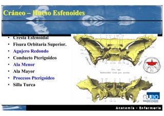 Cráneo – Hueso Esfenoides


 •   Cresta Esfenoidal
 •   Fisura Orbitaria Superior.
 •   Agujero Redondo
 •   Conducto Pterigoideo
 •   Ala Menor
 •   Ala Mayor
 •   Procesos Pterigoideo
 •   Silla Turca
 