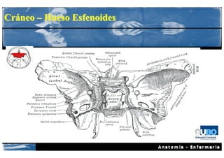 Cráneo – Hueso Esfenoides
 