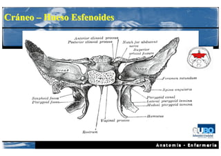 Cráneo – Hueso Esfenoides
 