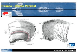 Cráneo – Hueso Parietal
 