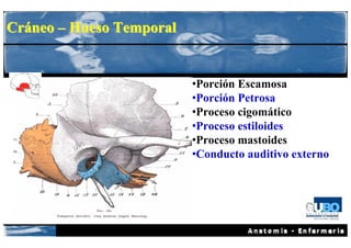 Cráneo – Hueso Temporal


                          •Porción Escamosa
                          •Porción Petrosa
                          •Proceso cigomático
                          •Proceso estiloides
                          •Proceso mastoides
                          •Conducto auditivo externo
 