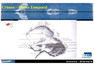 Cráneo – Hueso Temporal
 
