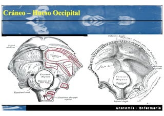 Cráneo – Hueso Occipital
 