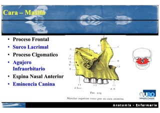 Cara – Maxila


 • Proceso Frontal
 • Surco Lacrimal
 • Proceso Cigomatico
 • Agujero
   Infraorbitario
 • Espina Nasal Anterior
 • Eminencia Canina
 