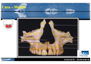 Cara – Maxila
 
