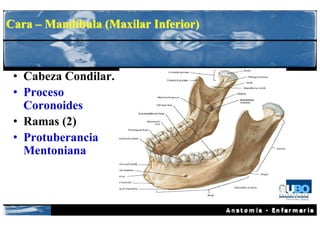 Cara – Mandíbula (Maxilar Inferior)



 • Cabeza Condilar.
 • Proceso
   Coronoides
 • Ramas (2)
 • Protuberancia
   Mentoniana
 