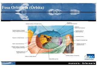 Fosa Orbitaria (Órbita)
 
