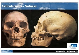 Articulaciones - Suturas
 