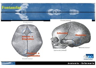 Fontanelas




                               Esfenoidal
                                            Mastoidea
             Anterior o
             Bregmática




                 Posterior o
                 Lambdoidea
 