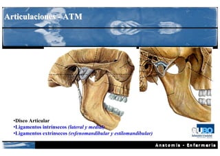 Articulaciones - ATM




  •Disco Articular
  •Ligamentos intrínsecos (lateral y medial)
  •Ligamentos extrínsecos (esfenomandibular y estilomandibular)
 