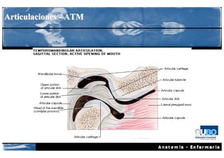 Articulaciones - ATM
 
