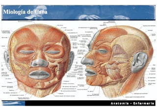 Miología de Cara
 