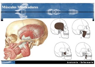 Músculos Masticadores
 