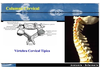 Columna Cervical




    Vértebra Cervical Típica
 