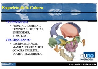 Esqueleto de la Cabeza


 NEUROCRANEO
    • FRONTAL, PARIETAL,
      TEMPORAL, OCCIPITAL,
      ESFENOIDES,
      ETMOIDES.
 VISCEROCRANEO
    • LACRIMAL, NASAL,
      MAXILA, CIGOMATICO,
      CONCHA INFERIOR,
      VOMER, MANDIBULA.
 