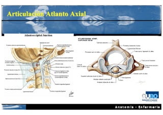 Articulación Atlanto Axial
 