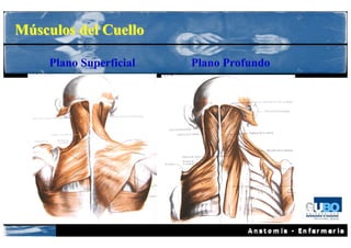 Músculos del Cuello

     Plano Superficial   Plano Profundo
 