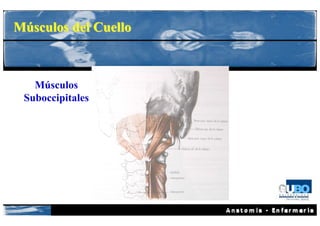 Músculos del Cuello



   Músculos
 Suboccipitales
 