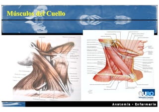 Músculos del Cuello
 