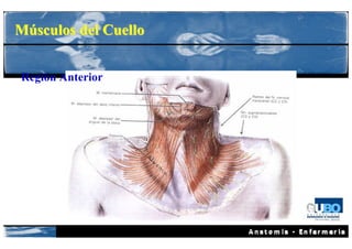 Músculos del Cuello


Región Anterior
 
