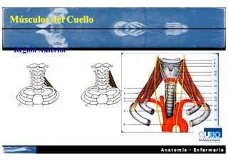 Músculos del Cuello


Región Anterior
 