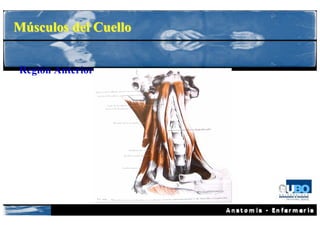Músculos del Cuello


Región Anterior
 