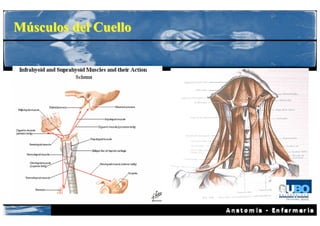 Músculos del Cuello
 