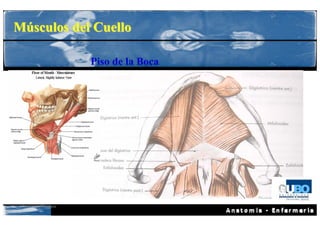 Músculos del Cuello

                   Piso de la Boca




 Anatomía Humana
 