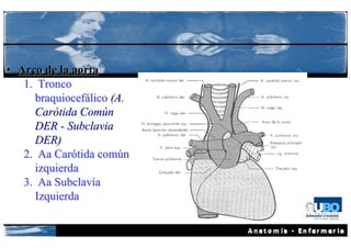 • Arco de la aorta
   1. Tronco
     braquiocefálico (A.
     Carótida Común
     DER - Subclavia
     DER)
   2. Aa Carótida común
     izquierda
   3. Aa Subclavia
     Izquierda
 