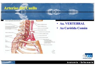 Arterias del Cuello


                      • Aa. VERTEBRAL
                      • Aa Carótida Común
 