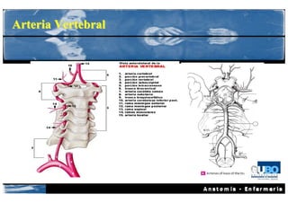Arteria Vertebral
 