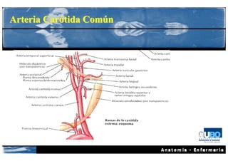 Arteria Carótida Común
 