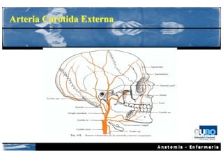 Arteria Carótida Externa
 